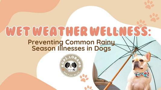 Wet Weather Wellness: Preventing Common Rainy Season Illnesses in Dogs