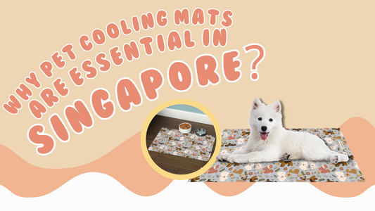 Why Pet Cooling Mats Are Essential in Singapore?