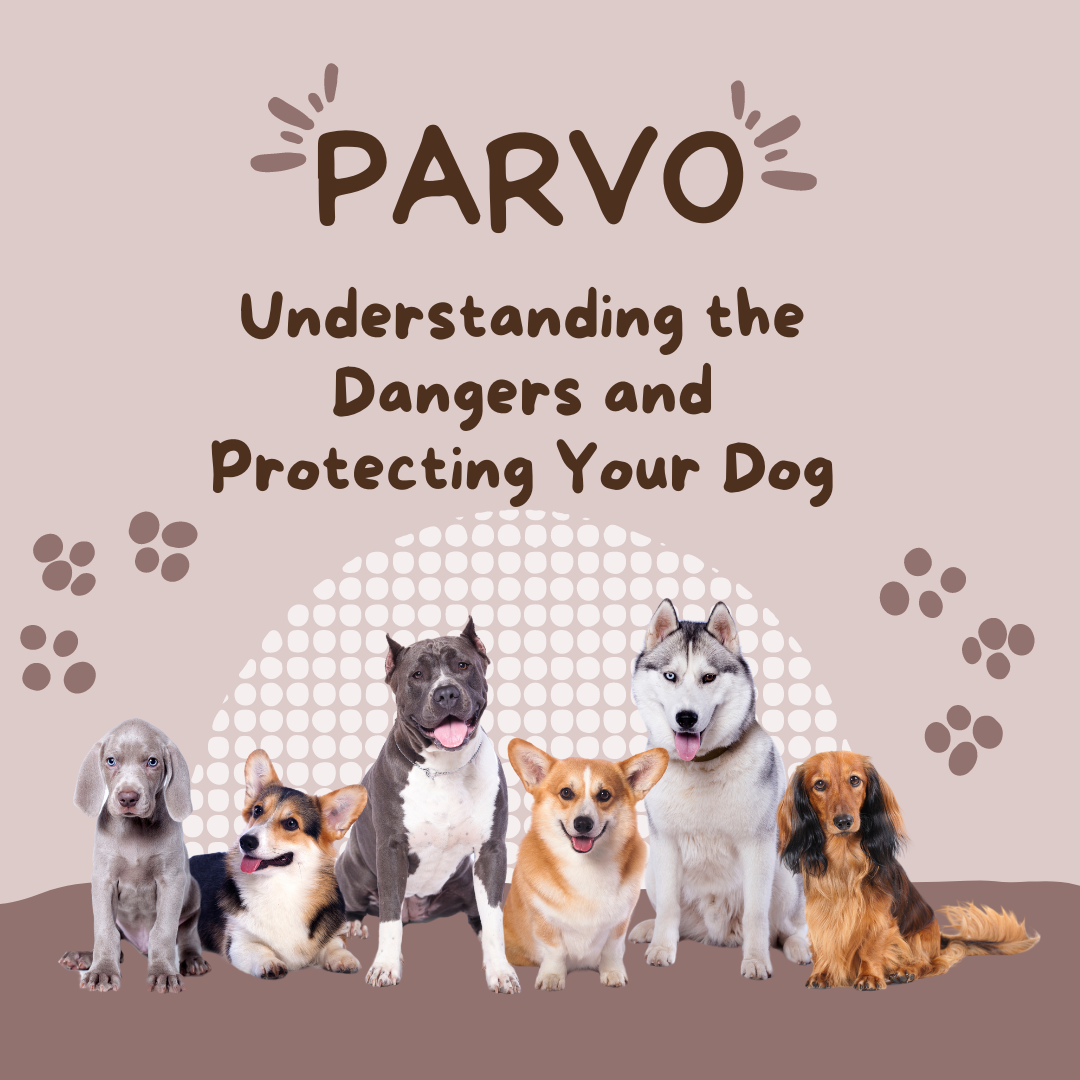 Parvo, Understanding the Dangers and Protecting Your Dog