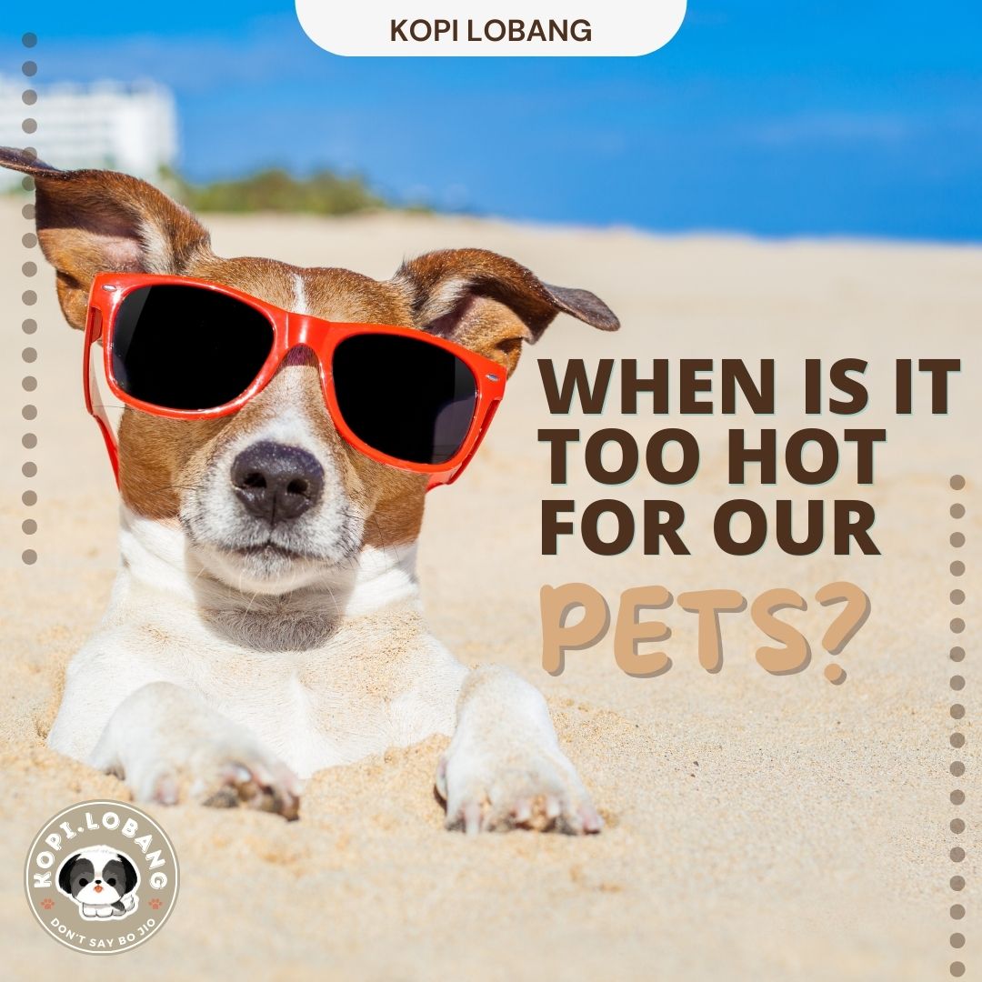 When is it too Hot for our Pets?