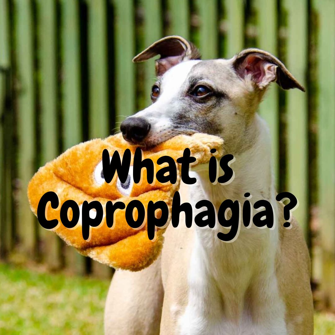 What Do We Know About Coprophagia?