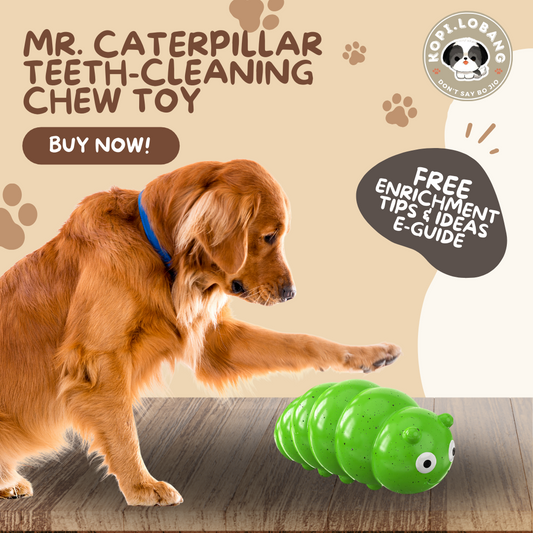 ✅[SG] MR. CATERPILLAR TEETH-CLEANING CHEW TOY ★ FREE Enrichment Tips & Ideas e-Guide Worth $7 ★ Pet Enrichment ★ SG Stock ★ Kopi Lobang