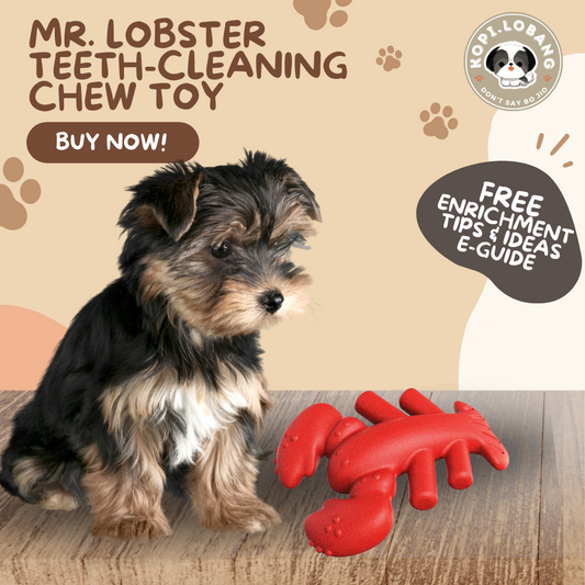 ✅[SG] MR. LOBSTER TEETH-CLEANING CHEW TOY ★ FREE Enrichment Tips & Ideas e-Guide Worth $7 ★ Pet Enrichment ★ SG Stock ★ Kopi Lobang