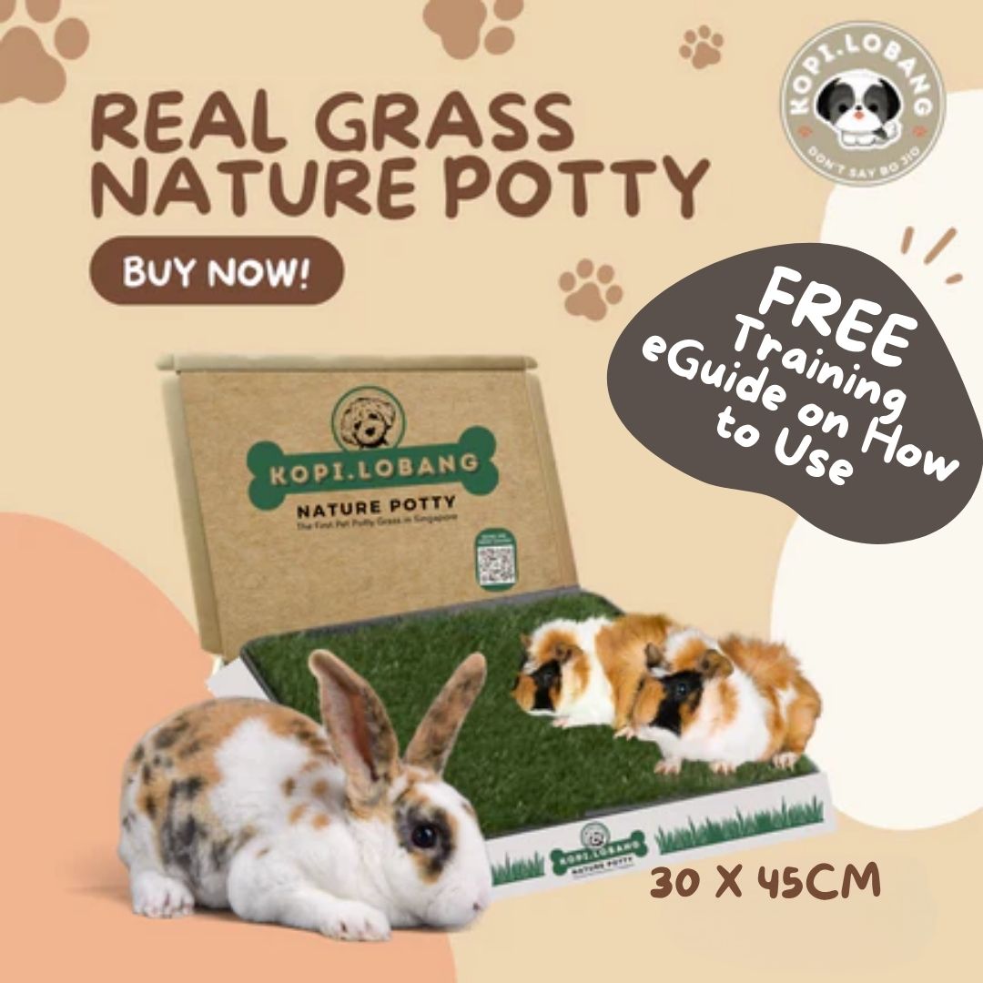 ✅[SG] 6 MONTHS (12 DELIVERIES) REAL GRASS NATURE POTTY ★ FREE Training e-Guide Worth $7 ★ SG Stock ★ Kopi Lobang ★ Perfect for Gift