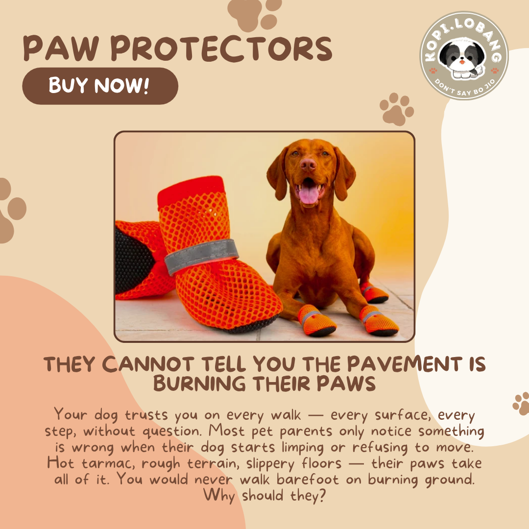 ✅[SG] Paw Protector ★ Enrichment ★ SG Stock ★ Kopi Lobang