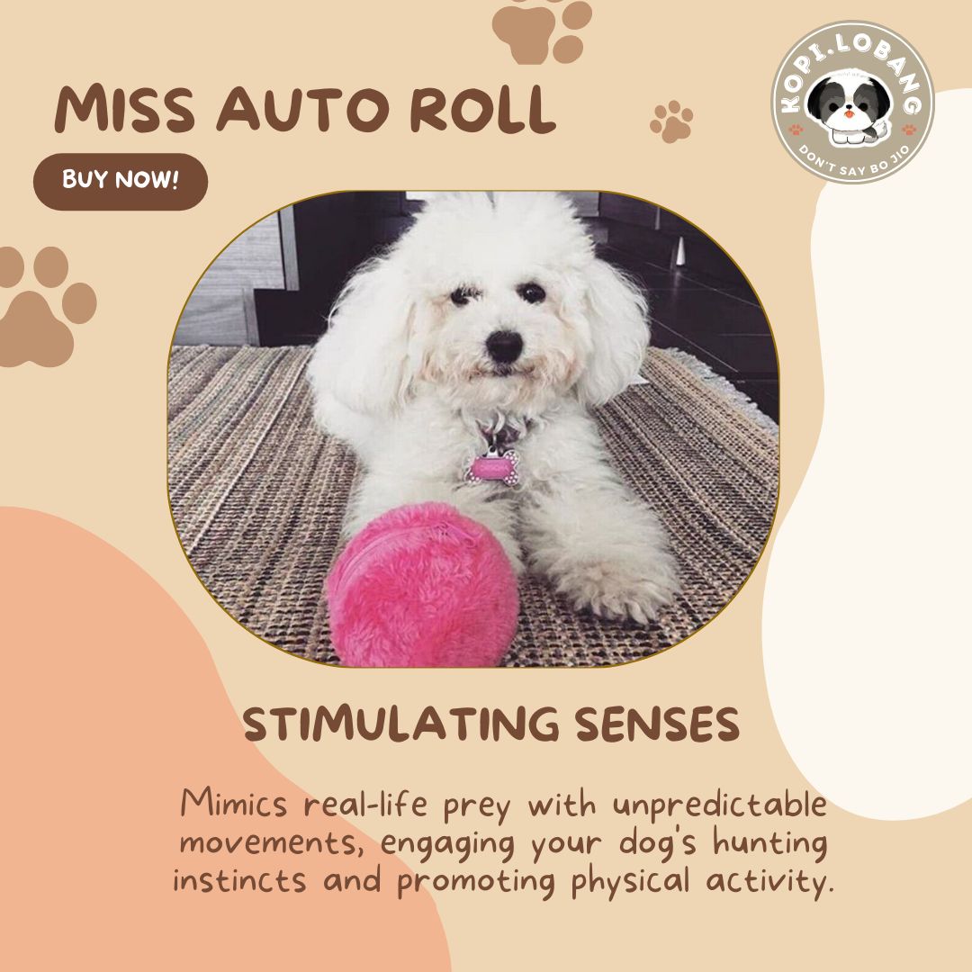 ✅[SG] MISS AUTO ROLL INTERACTIVE WAG BALL ★ Agility Training ★FREE Enrichment Tips & Ideas e-Guide Worth $7★ Enrichment ★ SG Stock ★ Kopi Lobang