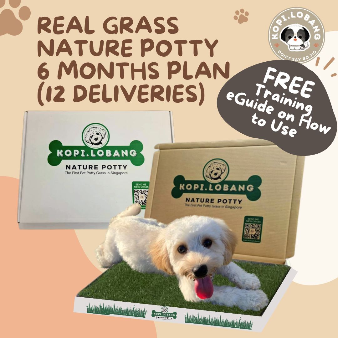 ✅[SG] 6 MONTHS (12 DELIVERIES) REAL GRASS NATURE POTTY ★ FREE Training e-Guide Worth $7 ★ SG Stock ★ Kopi Lobang ★ Perfect for Gift