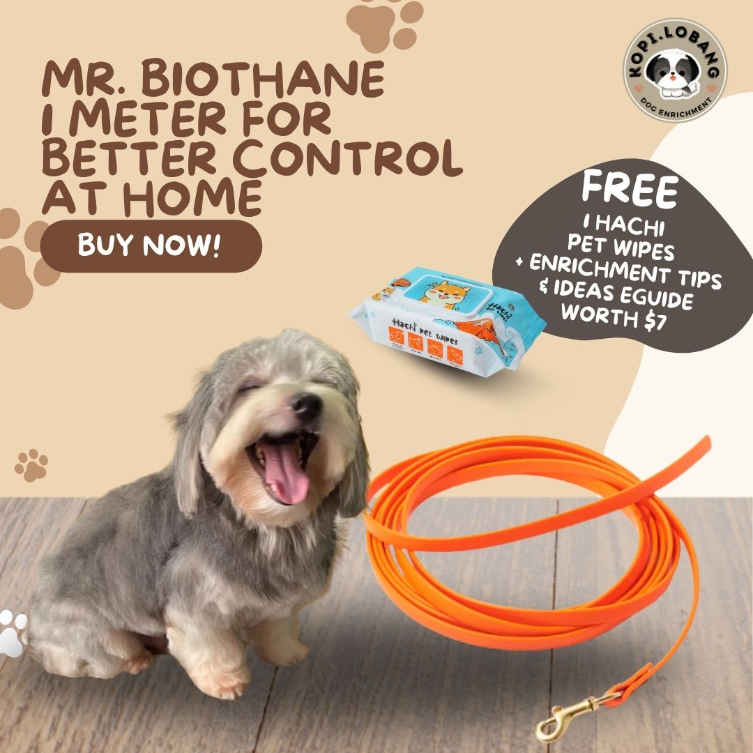 ✅[SG] Mr. Drag Leash 1 Meter For Better Control At Home ★ FREE Enrichment Tips & Ideas e-Guide Worth $7 ★ Enrichment ★ SG Stock ★ Kopi Lobang