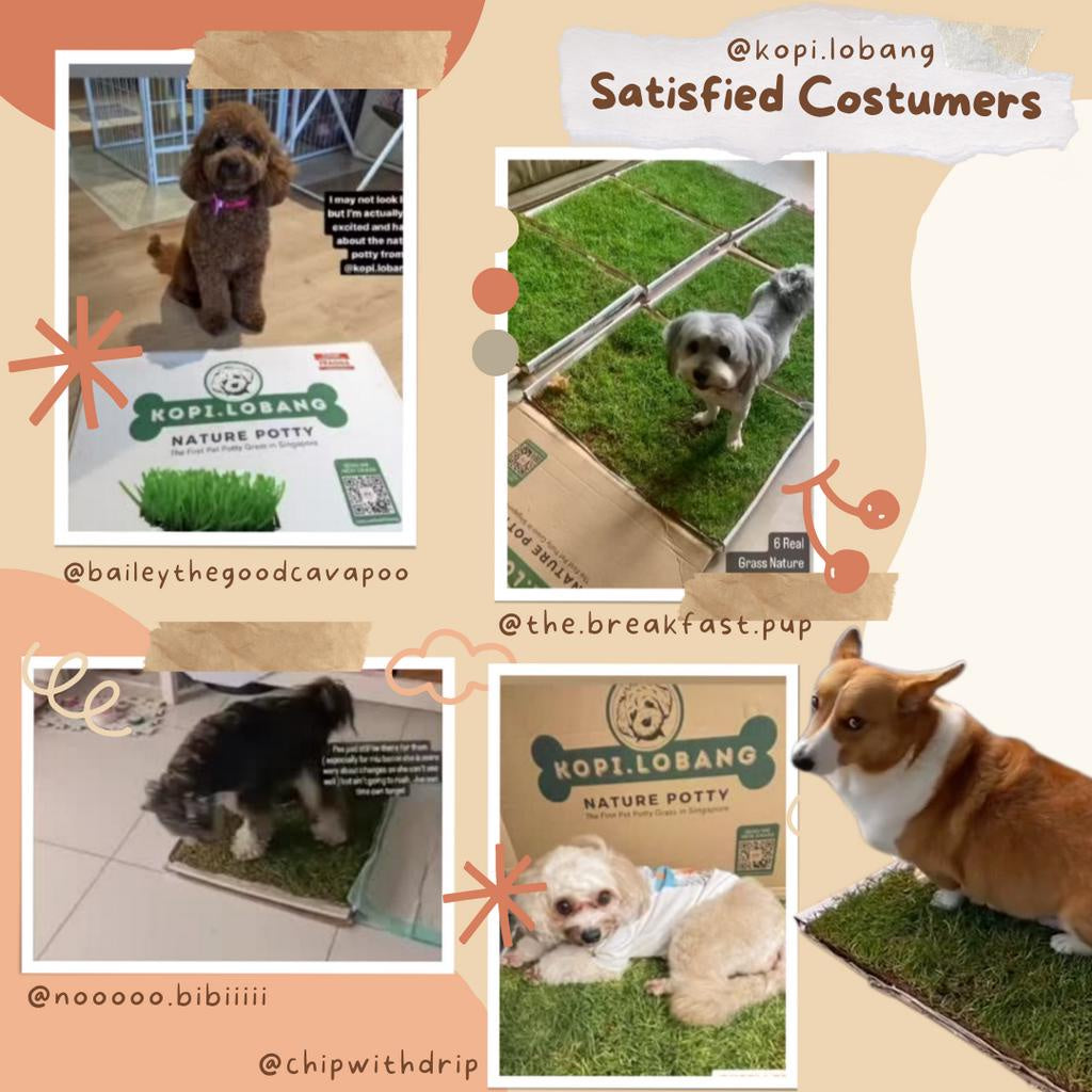 ✅[SG] 3 MONTHS (6 DELIVERIES) REAL GRASS NATURE POTTY ★ FREE Training e-Guide Worth $7 ★ SG Stock ★ Kopi Lobang ★ The First Pet Potty Real Grass in Singapore ★ Perfect for Gift