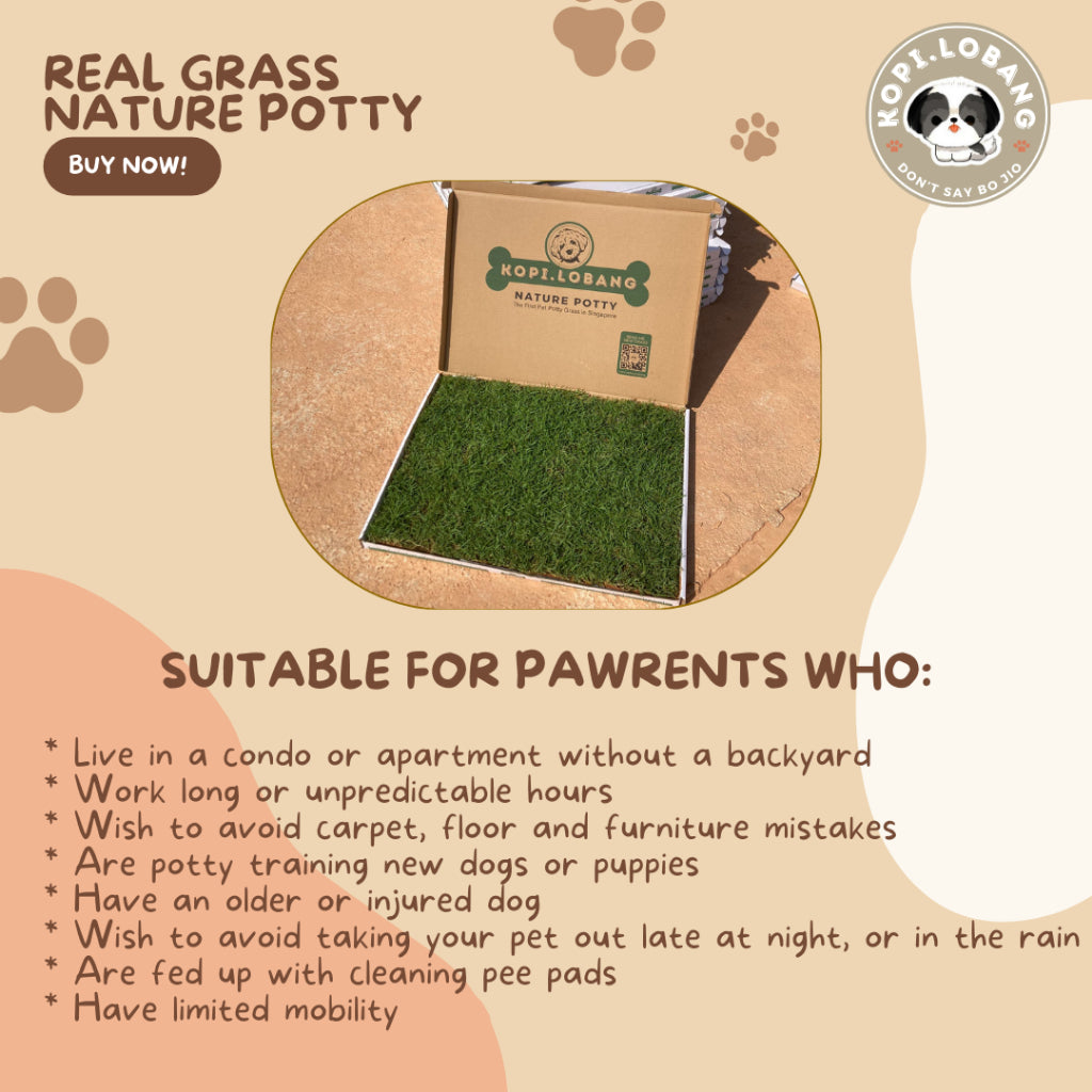 ✅[SG] 3 MONTHS (6 DELIVERIES) REAL GRASS NATURE POTTY ★ FREE Training e-Guide Worth $7 ★ SG Stock ★ Kopi Lobang ★ The First Pet Potty Real Grass in Singapore ★ Perfect for Gift