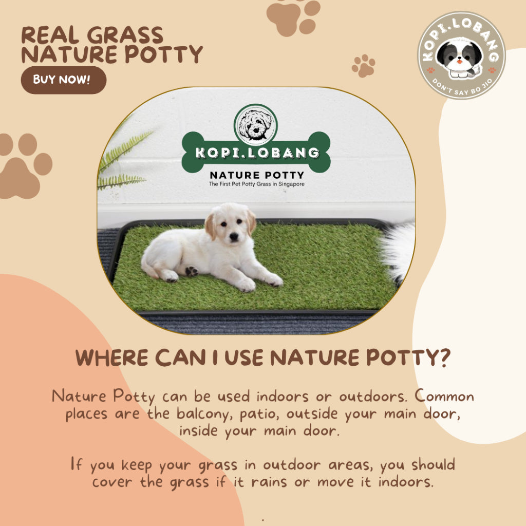 ✅[SG] 3 MONTHS (6 DELIVERIES) REAL GRASS NATURE POTTY ★ FREE Training e-Guide Worth $7 ★ SG Stock ★ Kopi Lobang ★ The First Pet Potty Real Grass in Singapore ★ Perfect for Gift