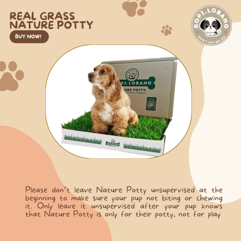 ✅[SG] 3 MONTHS (6 DELIVERIES) REAL GRASS NATURE POTTY ★ FREE Training e-Guide Worth $7 ★ SG Stock ★ Kopi Lobang ★ The First Pet Potty Real Grass in Singapore ★ Perfect for Gift