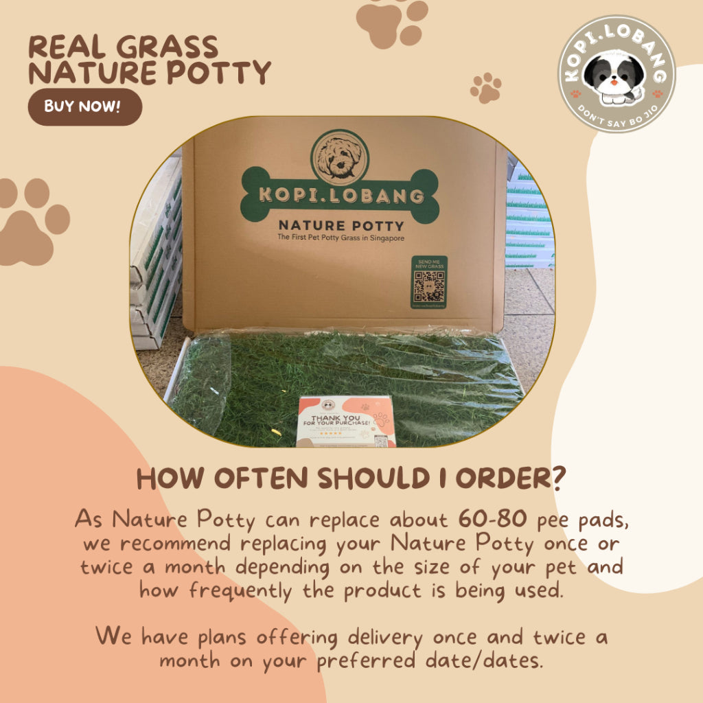 ✅[SG] 3 MONTHS (6 DELIVERIES) REAL GRASS NATURE POTTY ★ FREE Training e-Guide Worth $7 ★ SG Stock ★ Kopi Lobang ★ The First Pet Potty Real Grass in Singapore ★ Perfect for Gift