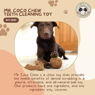 ✅[SG] MR COCO CHEW TEETH CLEANING ★ Dental Hygiene Training ★ FREE Enrichment Tips & Ideas e-Guide Worth $7 ★ Enrichment ★ SG Stock ★ Kopi Lobang