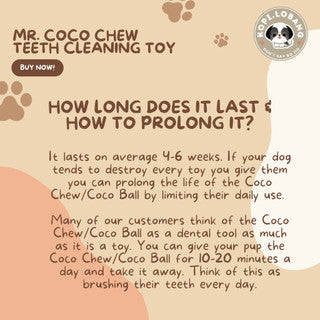 ✅[SG] MR COCO CHEW TEETH CLEANING ★ Dental Hygiene Training ★ FREE Enrichment Tips & Ideas e-Guide Worth $7 ★ Enrichment ★ SG Stock ★ Kopi Lobang