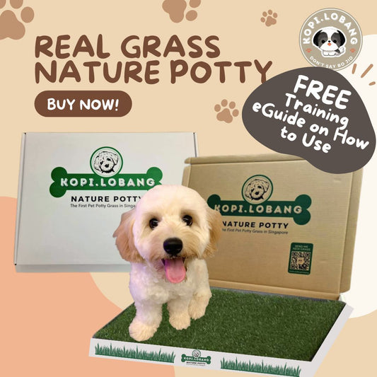 ✅[SG] REAL GRASS NATURE POTTY ★ FREE Training e-Guide  Worth $7 ★ SG Stock ★ Kopi Lobang ★ The First Pet Potty Real Grass in Singapore ★ Perfect for Gift