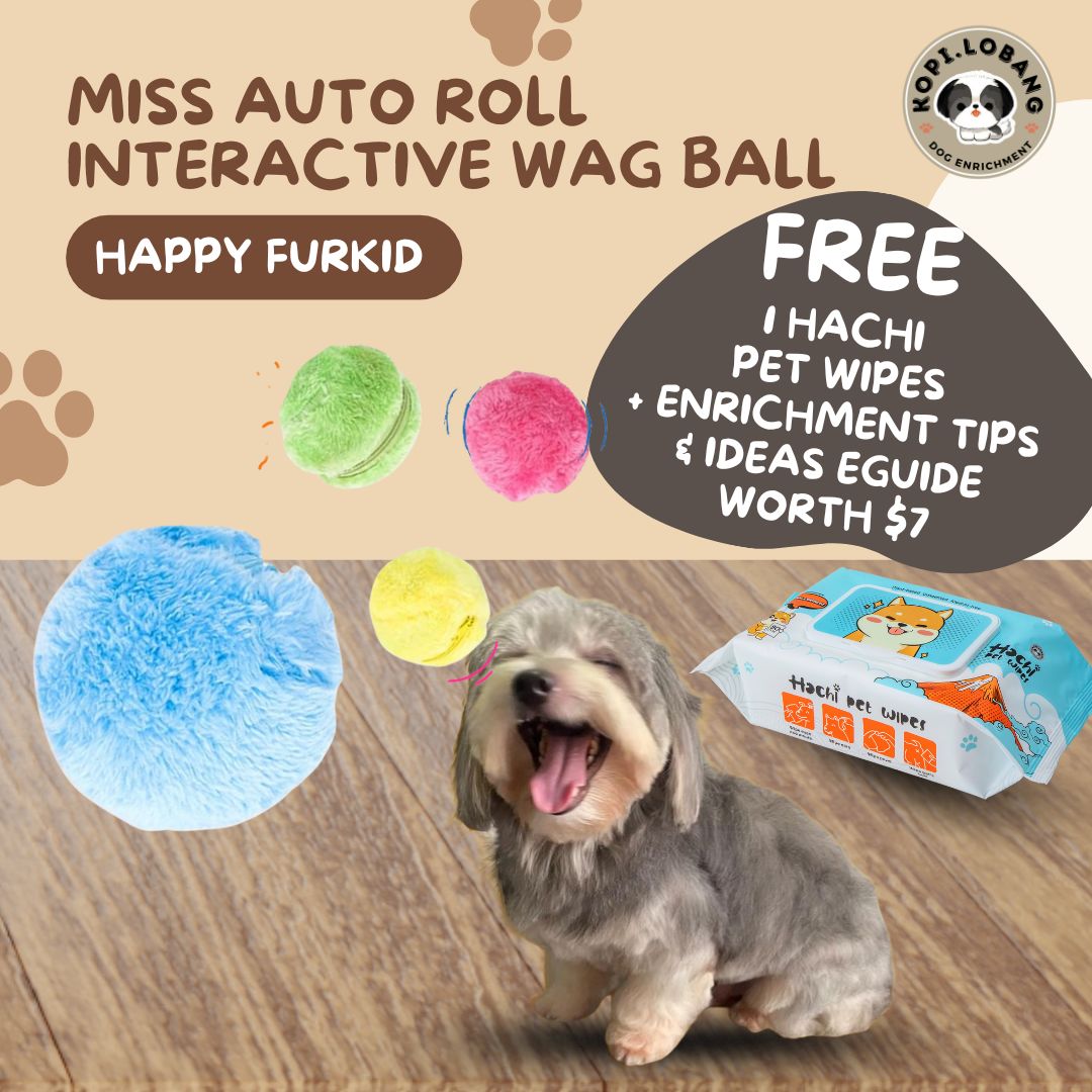 ✅[SG] MISS AUTO ROLL INTERACTIVE WAG BALL ★ Agility Training ★FREE Enrichment Tips & Ideas e-Guide Worth $7★ Enrichment ★ SG Stock ★ Kopi Lobang
