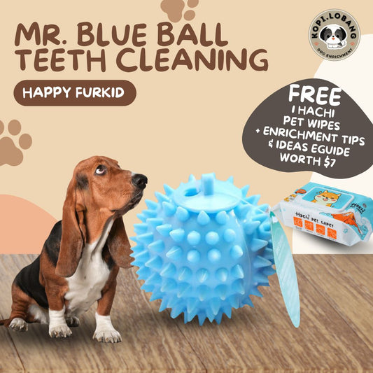 ✅[SG] MR. BLUE BALL TEETH CLEANING CHEWING TOY ★ Dental Hygiene Training ★ FREE Enrichment Tips & Ideas e-Guide Worth $7★ Enrichment ★ SG Stock ★ Kopi Lobang