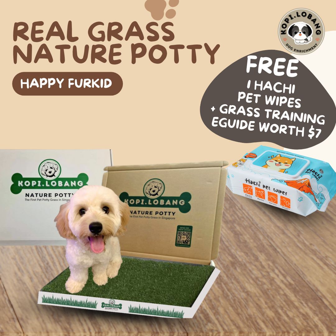 ✅[SG] 6 MONTHS (12 DELIVERIES) REAL GRASS NATURE POTTY ★ FREE Training e-Guide Worth $7 ★ SG Stock ★ Kopi Lobang ★ Perfect for Gift