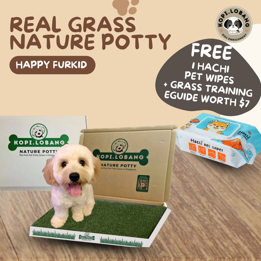 ✅[SG] 3 MONTHS (6 DELIVERIES) REAL GRASS NATURE POTTY ★ FREE Training e-Guide Worth $7 ★ SG Stock ★ Kopi Lobang ★ The First Pet Potty Real Grass in Singapore ★ Perfect for Gift