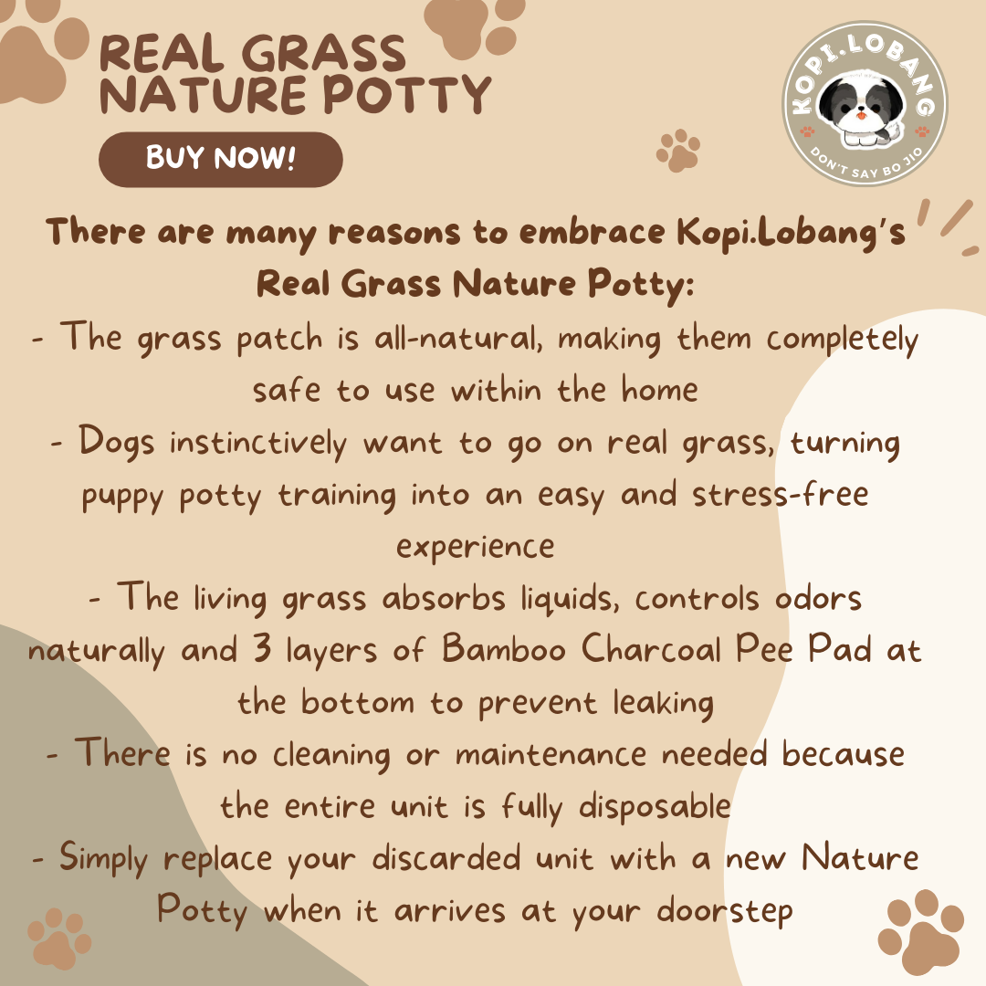 ✅[SG] REAL GRASS NATURE POTTY ★ FREE Training e-Guide  Worth $7 ★ SG Stock ★ Kopi Lobang ★ The First Pet Potty Real Grass in Singapore ★ Perfect for Gift