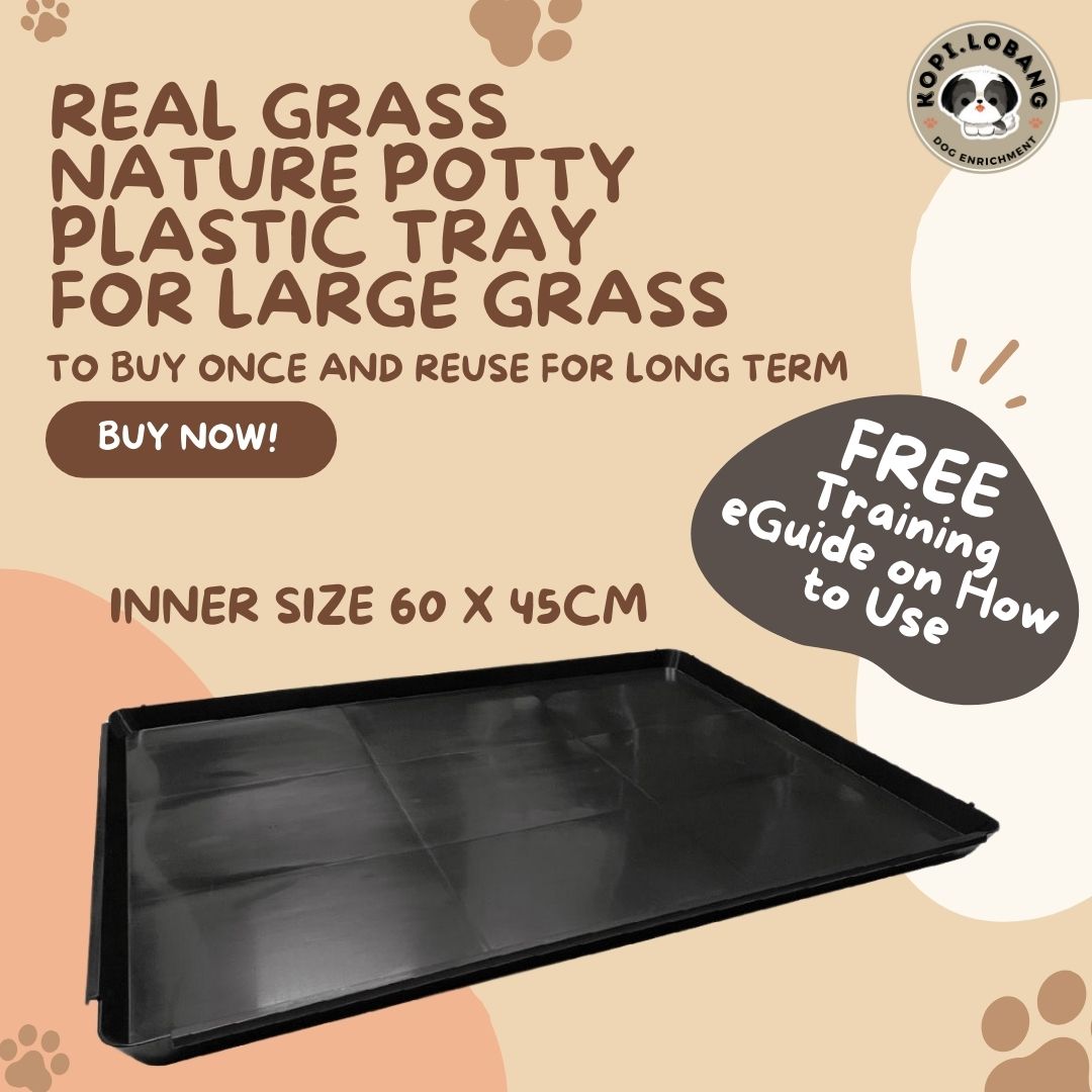 ✅[SG] REAL GRASS NATURE POTTY ★ FREE Training e-Guide  Worth $7 ★ SG Stock ★ Kopi Lobang ★ The First Pet Potty Real Grass in Singapore ★ Perfect for Gift