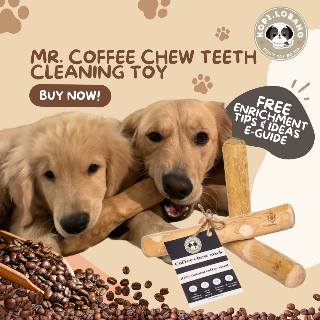 ✅[SG] MR. COFFEE CHEW TEETH CLEANING TOY ★ Dental Hygiene Training ★  FREE Enrichment Tips & Ideas e-Guide Worth $7 ★ Enrichment ★ SG Stock 