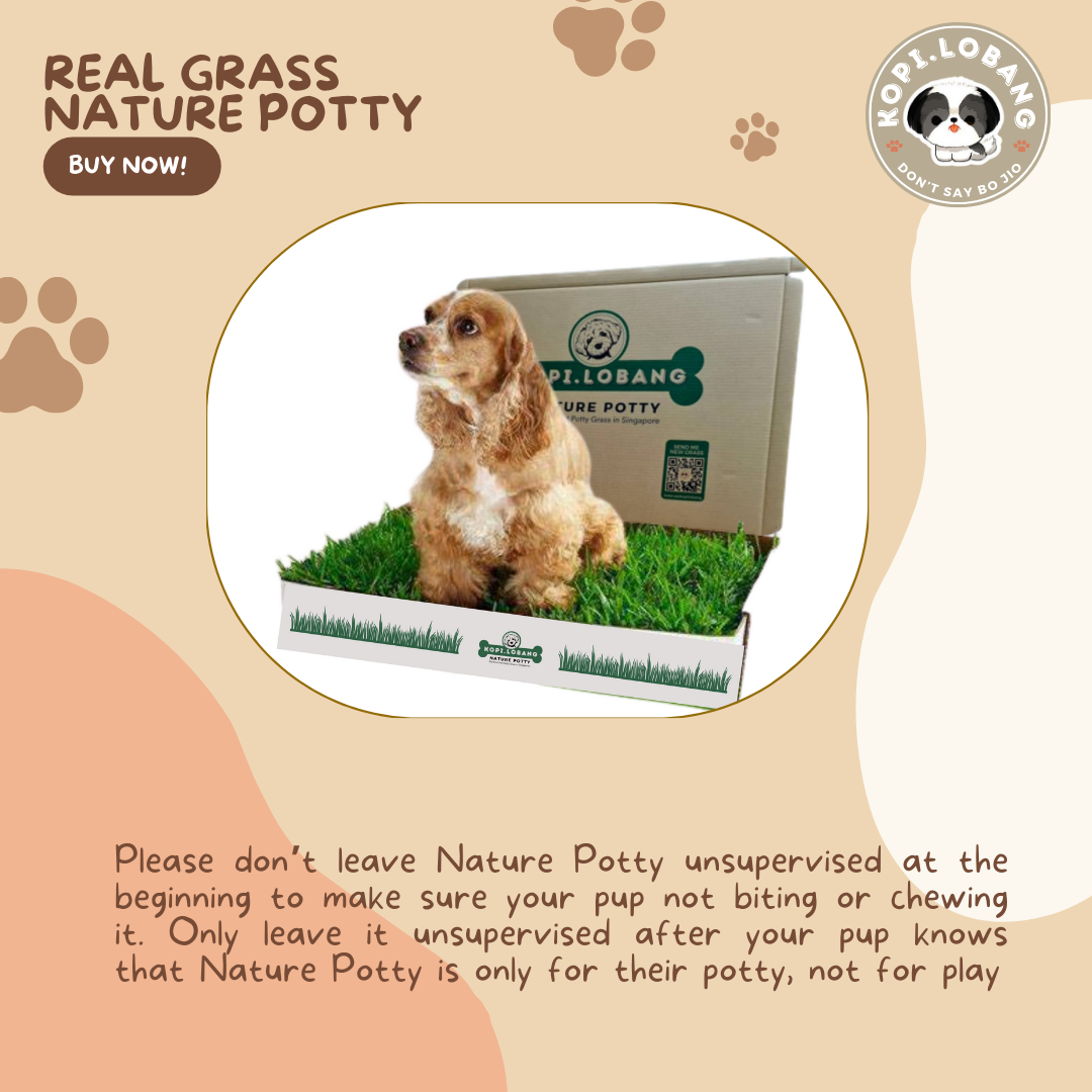 ✅[SG] 6 MONTHS (12 DELIVERIES) REAL GRASS NATURE POTTY ★ FREE Training e-Guide Worth $7 ★ SG Stock ★ Kopi Lobang ★ Perfect for Gift