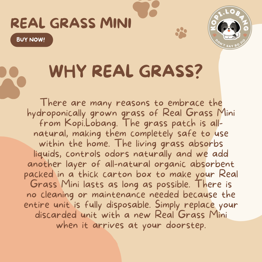 ✅[SG] REAL GRASS MINI ★ Rabbit, Guinea Pig, Hamster, Cat, Teacup Dog ★ SG Stock ★ The First Pet Real Grass in Singapore