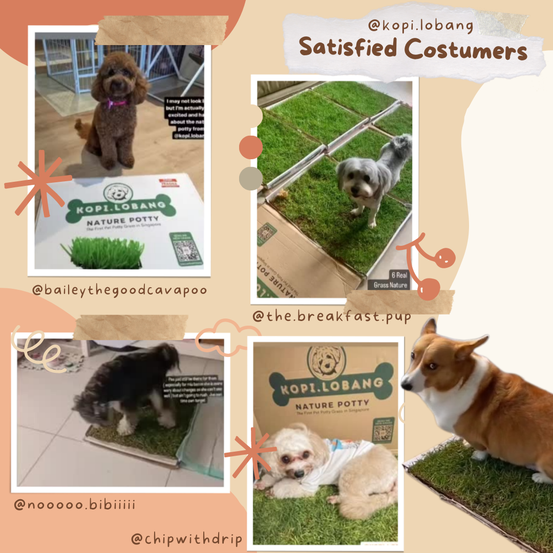 ✅[SG] REAL GRASS NATURE POTTY ★ FREE Training e-Guide  Worth $7 ★ SG Stock ★ Kopi Lobang ★ The First Pet Potty Real Grass in Singapore ★ Perfect for Gift