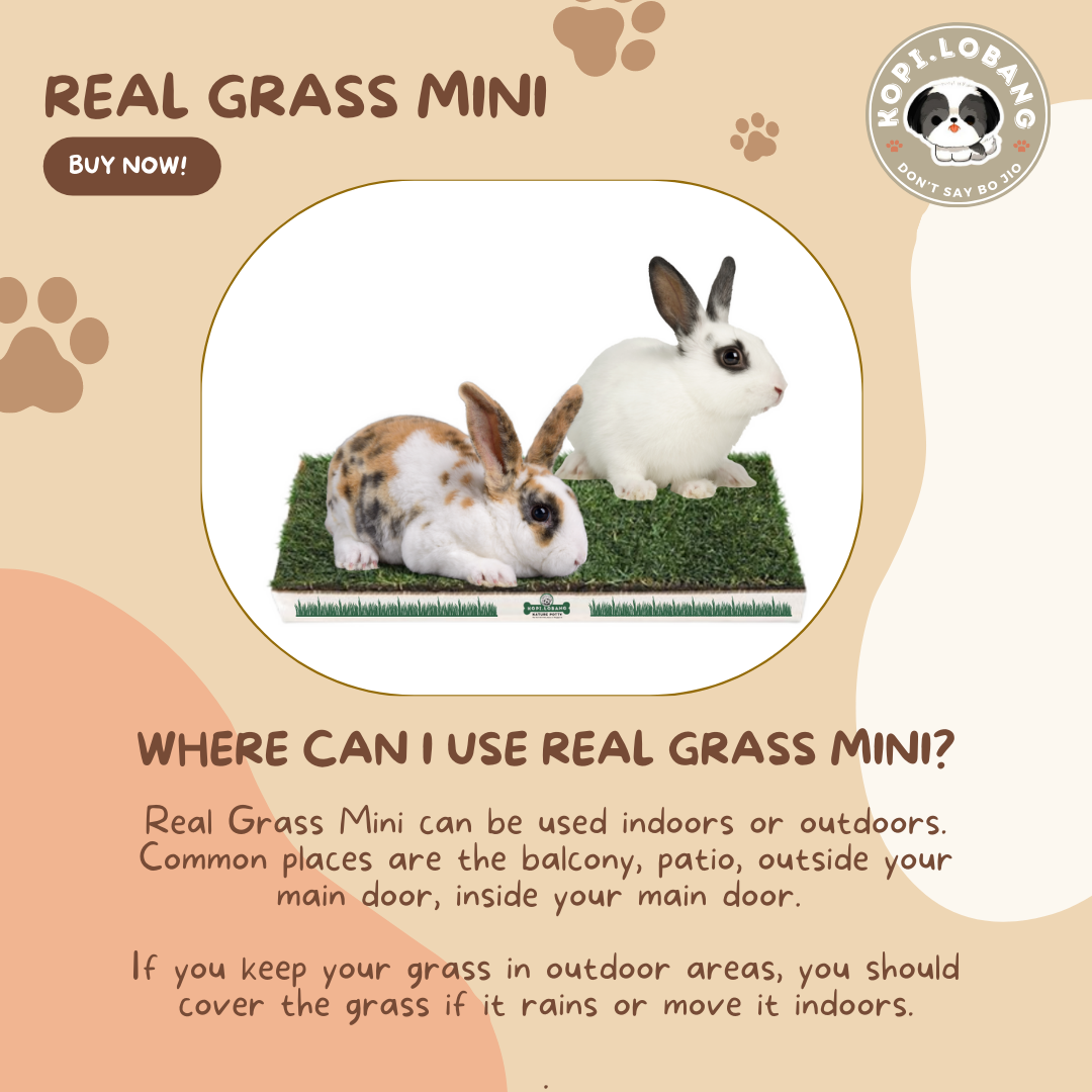 ✅[SG] REAL GRASS MINI ★ Rabbit, Guinea Pig, Hamster, Cat, Teacup Dog ★ SG Stock ★ The First Pet Real Grass in Singapore