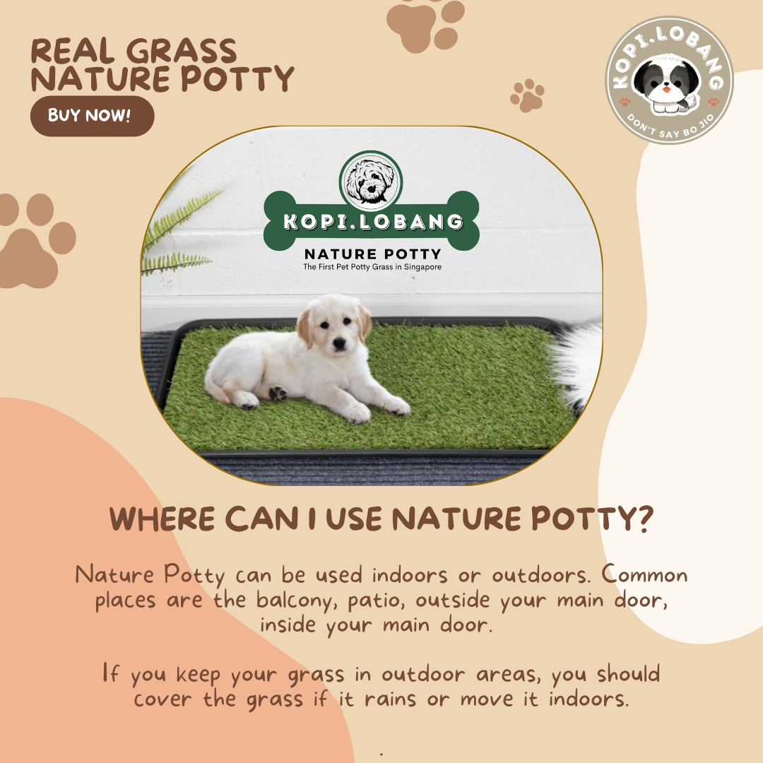 ✅[SG] 6 MONTHS (12 DELIVERIES) REAL GRASS NATURE POTTY ★ FREE Training e-Guide Worth $7 ★ SG Stock ★ Kopi Lobang ★ Perfect for Gift