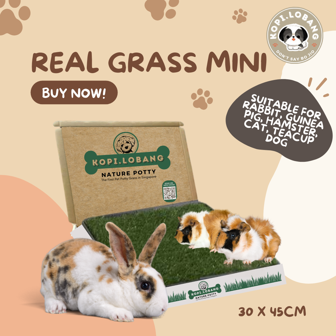 ✅[SG] REAL GRASS MINI ★ Rabbit, Guinea Pig, Hamster, Cat, Teacup Dog ★ SG Stock ★ The First Pet Real Grass in Singapore