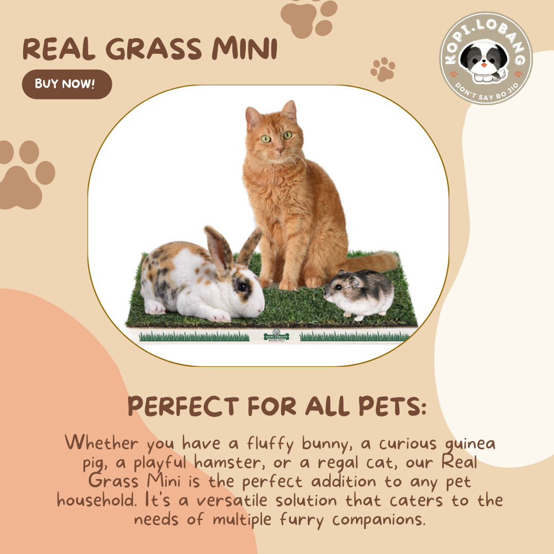 ✅[SG] REAL GRASS MINI ★ Rabbit, Guinea Pig, Hamster, Cat, Teacup Dog ★ SG Stock ★ The First Pet Real Grass in Singapore