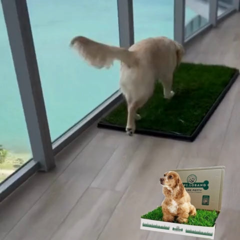 ✅[SG] REAL GRASS NATURE POTTY ★ FREE Training e-Guide  Worth $7 ★ SG Stock ★ Kopi Lobang ★ The First Pet Potty Real Grass in Singapore ★ Perfect for Gift