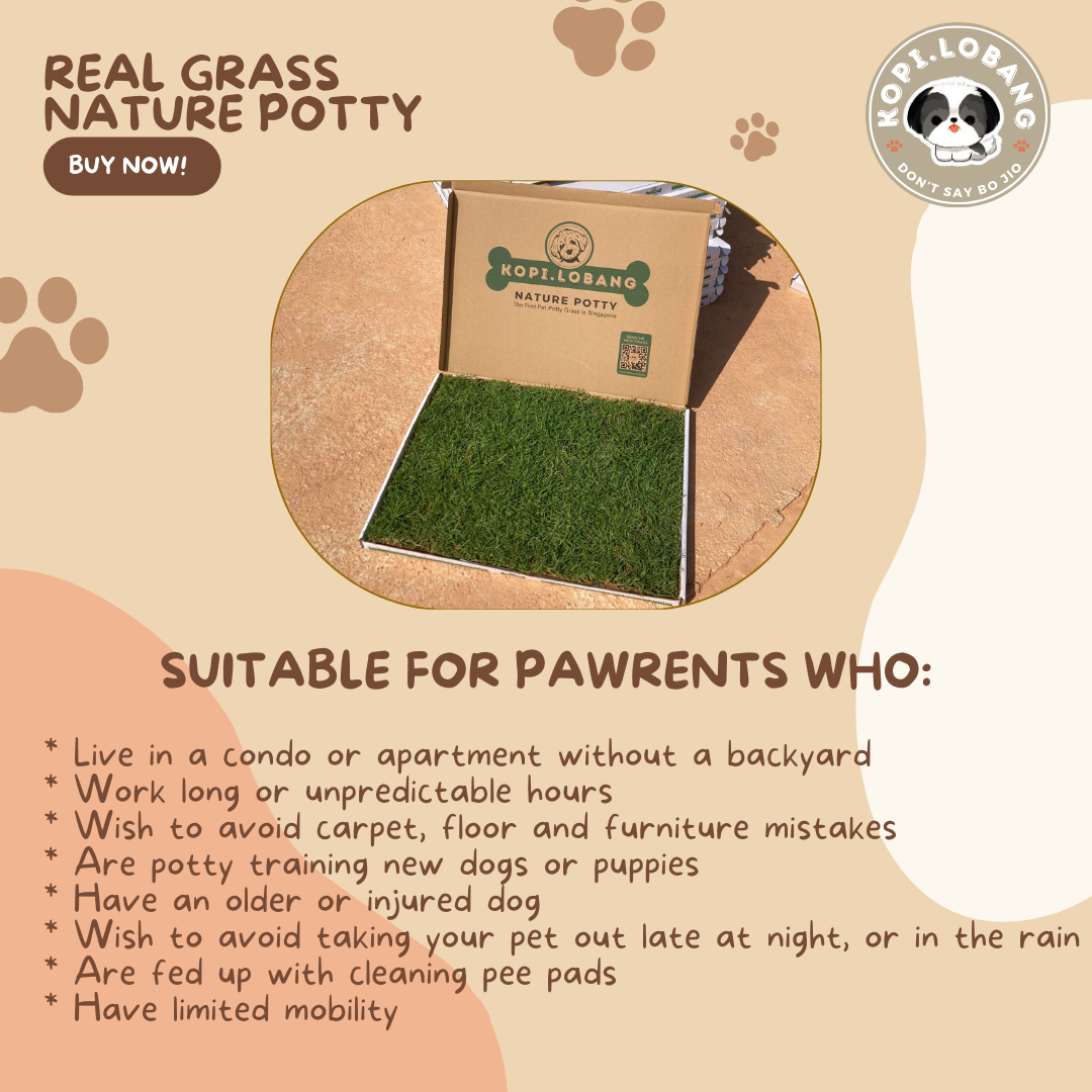 ✅[SG] 6 MONTHS (12 DELIVERIES) REAL GRASS NATURE POTTY ★ FREE Training e-Guide Worth $7 ★ SG Stock ★ Kopi Lobang ★ Perfect for Gift