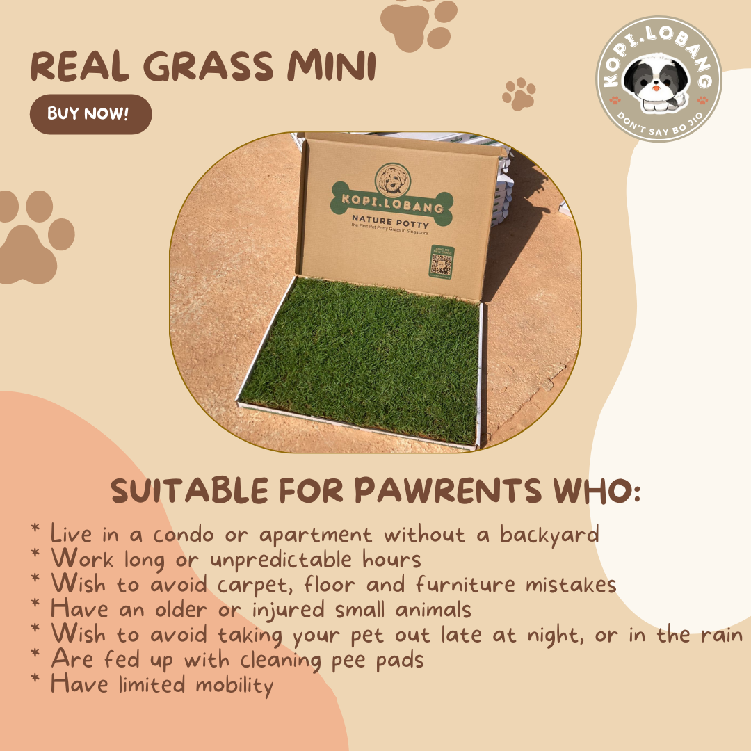 ✅[SG] REAL GRASS MINI ★ Rabbit, Guinea Pig, Hamster, Cat, Teacup Dog ★ SG Stock ★ The First Pet Real Grass in Singapore