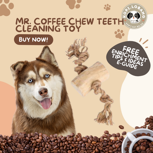 ✅[SG] MR. COFFEE CHEW TEETH CLEANING TOY ★ Dental Hygiene Training ★  FREE Enrichment Tips & Ideas e-Guide Worth $7 ★ Enrichment ★ SG Stock 